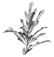 Codiaeum Disraeli vintage illustration. © Morphart