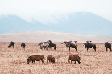 Fototapeta na wymiar Warthogs Wildebeest and zebra in golden grass field in Ngorongoro, Serengeti Tanzania Savanna forest