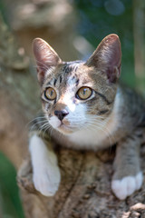 A striped Thai cat on the tree 