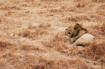 Male lion lie on golden grass field in Ngorongoro, Serengeti Tanzania Savanna forest