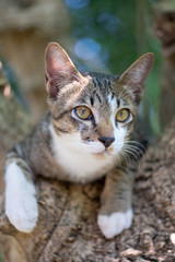 A striped Thai cat on the tree 