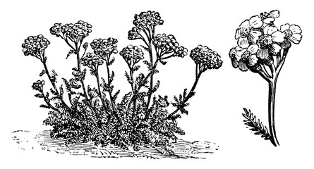 Achillea Tomentosa Flowers vintage illustration. © Morphart