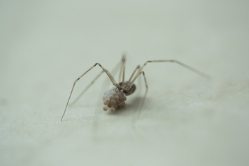 Spider with eggs