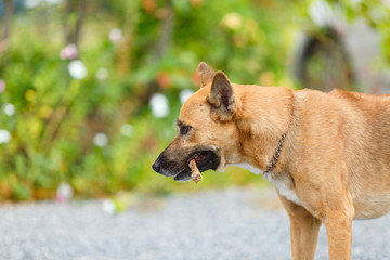 Thai local dog bite a rod on rock floor.