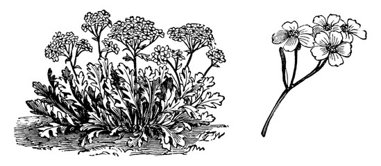 Achillea Clavennae Flowers vintage illustration. © Morphart