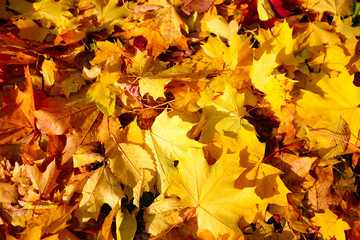 many bright fallen maple leaves, golden texture, background