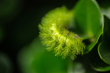 Exotic Green Caterpillar