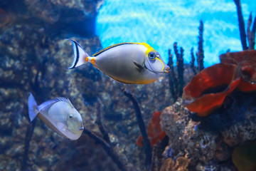 Fototapeta na wymiar Naso lituratus - barcheek unicornfish - saltwater fish