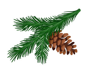 Bright green spruce branch with a pine cone. Vector illustration. - obrazy, fototapety, plakaty