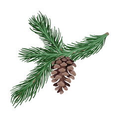Branch of spruce with thick needles. Vector illustration.