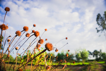 poppies on background of blue sky