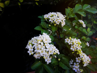 Murraya paniculata or name Orang Jessamine, China Box Tree, Andaman Satinwood, Chinese Box-wood with Clipping path for in front of bush.