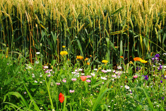 bl&uuml;hstreifen am feldrand