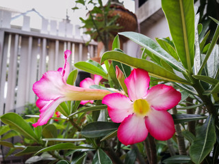 Adenium arabicum flower desert rose beautiful queen Pink bignonia flowers or Adenium flower,Adenium multiflorum, Desert Rose .beautiful pink flower in garden,impala lily, Sabie star, kudu lily