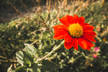 red flower in the garden