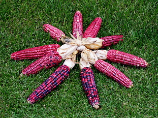 Maiz Criollo, se produce en Michoacan Mexico, puesto en el pasto para decorar por temporada de dia...