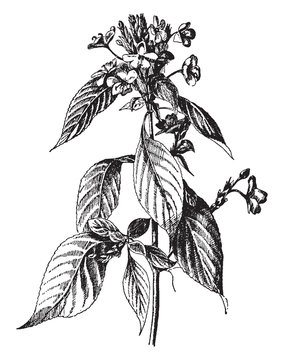 Daedalacanthus Nervosus vintage illustration.