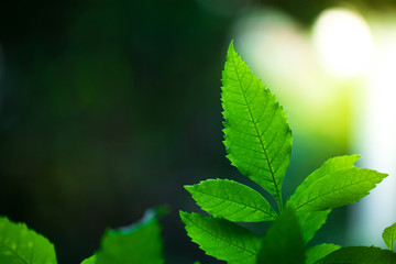 Close-up Green nature leaf landscape with copy spaces using as background and wallpapers, Nature green view of a leaf on greenery background in the garden.