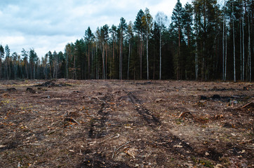 Deforestation of coniferous forests. Environmental problem. central Europe.