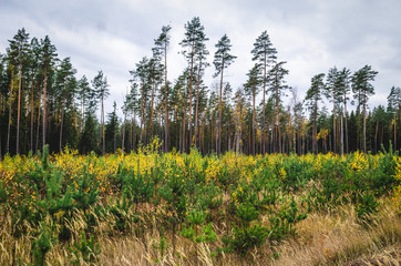 Young trees grow in nursery. Nursery for the growth of trees in the fall.