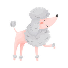 Cute shorthaired poodle. Vector illustration on a white background.