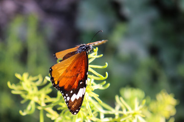 closeup Orange Black Marked Butterfly On Yellow macro Flower