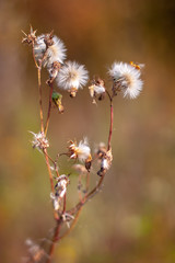 A plant similar to many dandelions on one stem with selective focus and a blurred background. Warm tone colors. Vertical.