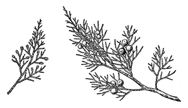 Branch Of Rocky Mountain Juniper Vintage Illustration.