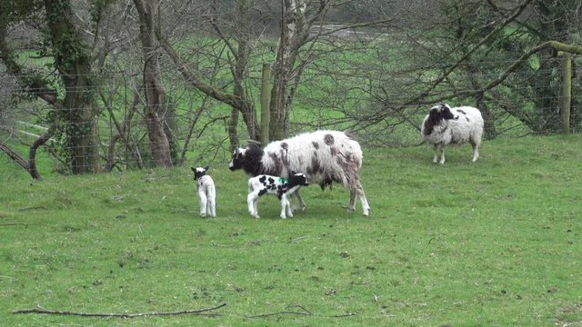Zoom in of Jacob sheep lambs and ewes in a grass farm field in Cornwall, UK