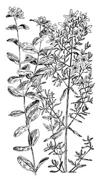 Common St. John's Wort vintage illustration.