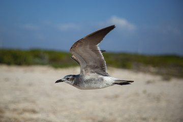Frozen Seagull Flight