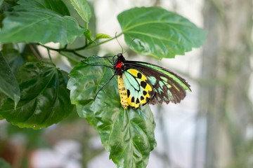 Butterfly on leaf
