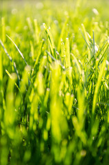 Lush bright green grass in the rays of the setting sun. Abstract background. Close-up. Selective focus