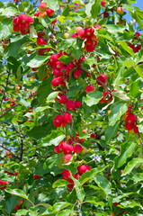 Ripe red small apples (Ranetka) on the branches 