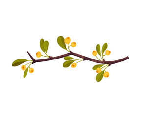 Branch with yellow berries. Vector illustration on a white background.