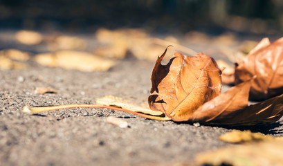 Dry yellow leaves on the sidewalk in autumn fall on a sunny day.