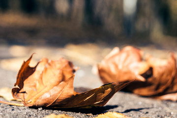 Dry yellow leaves on the sidewalk in autumn fall on a sunny day.