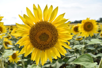 Fototapeta premium Sunflower