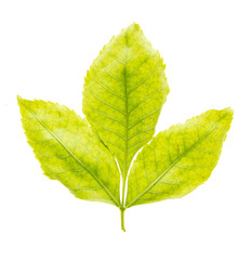 Obraz premium Green leaf from a tree is isolated on a white background