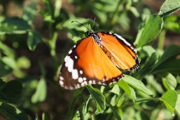 close up Orange Black Marked Butterfly On Grass