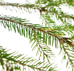 Green needles on a Christmas tree branch