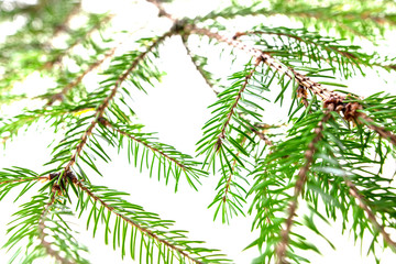 Green needles on a Christmas tree branch