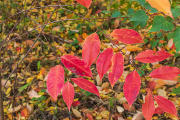 rote Blätter im Herbst