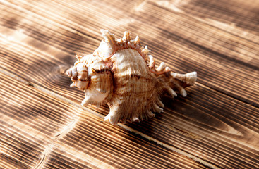 Sea shell on a wooden background