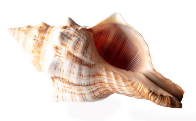 Sea shell isolated on a white background