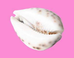 Sea shell isolated on a pink background