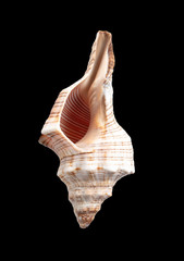 Sea shell isolated on a black background - obrazy, fototapety, plakaty