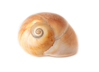 Sea shell isolated on a white background
