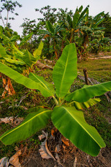 A beautiful green banana tree with its emerald green fronds waving in the wind. With bright sunlight shining through the fronds, and a large bunch of banana fruit growing on the tree. Taken at a sunny