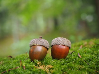 森とどんぐり © SOZAIPIX